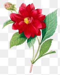 Dahlia double flower png botanical illustration, remixed from artworks by Pierre-Joseph Redout&eacute;