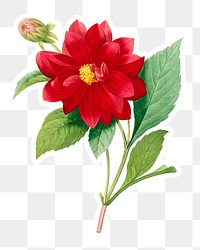 Dahlia double flower sticker overlay design element 