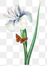 Spanish iris flower png botanical illustration, remixed from artworks by Pierre-Joseph Redout&eacute;