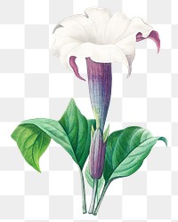 Thorn apple flower png botanical illustration, remixed from artworks by Pierre-Joseph Redout&eacute;