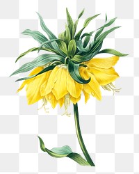 Kaiser's crown flower png botanical illustration, remixed from artworks by Pierre-Joseph Redout&eacute;
