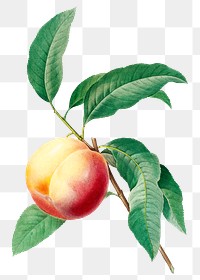 Peach fruit on a branch png botanical illustration, remixed from artworks by Pierre-Joseph Redout&eacute;