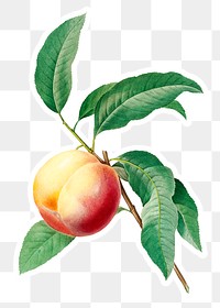 Peach fruit on a branch sticker overly design element 