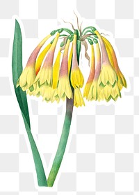 Knysna lily flower sticker overlay design element 