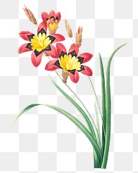 Harlequin flower png botanical illustration, remixed from artworks by Pierre-Joseph Redout&eacute;