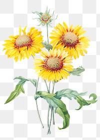 Blanket flower png botanical illustration, remixed from artworks by Pierre-Joseph Redout&eacute;