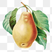 Pear fruit on a branch png botanical illustration, remixed from artworks by Pierre-Joseph Redout&eacute;