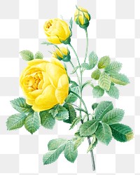 Yellow rose flower png botanical illustration, remixed from artworks by Pierre-Joseph Redout&eacute;