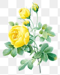 Yellow rose flower png botanical illustration, remixed from artworks by Pierre-Joseph Redouté