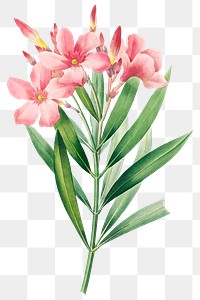 Oleander flower png botanical illustration, remixed from artworks by Pierre-Joseph Redout&eacute;