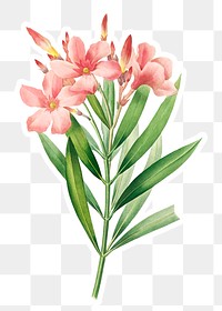 Oleander flower sticker overlay design element