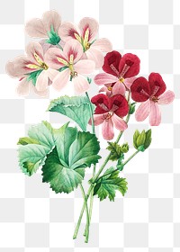 Cranesbill flower png botanical illustration, remixed from artworks by Pierre-Joseph Redout&eacute;