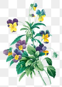 Wild pansy flower png botanical illustration, remixed from artworks by Pierre-Joseph Redout&eacute;