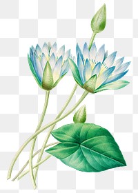 Egyptian lotus flower png botanical illustration, remixed from artworks by Pierre-Joseph Redout&eacute;