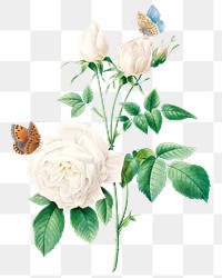 White rose flower png botanical illustration, remixed from artworks by Pierre-Joseph Redout&eacute;