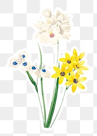 Corn lily flower sticker overlay design element