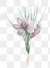 Autumn crocus flower png botanical illustration, remixed from artworks by Pierre-Joseph Redout&eacute;