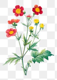 Red avens flower png botanical illustration, remixed from artworks by Pierre-Joseph Redout&eacute;