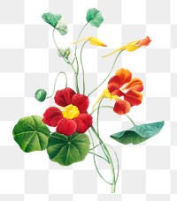 Monk's cress flower png botanical illustration, remixed from artworks by Pierre-Joseph Redout&eacute;