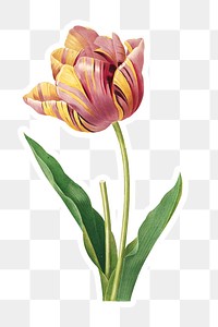 Tulip flower sticker overlay design element 