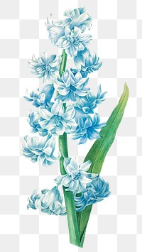 Blue hyacinth flower png botanical illustration, remixed from artworks by Pierre-Joseph Redout&eacute;