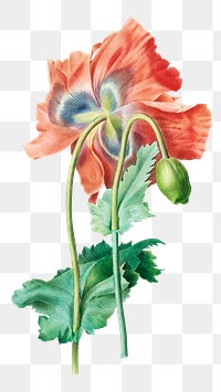 Poppy flower png botanical illustration, remixed from artworks by Pierre-Joseph Redout&eacute;