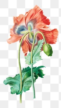 Poppy flower png botanical illustration, remixed from artworks by Pierre-Joseph Redouté