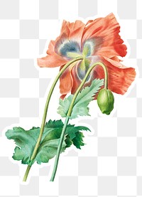 Poppy flower sticker overlay design element 