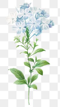 Plumbago flower png botanical illustration, remixed from artworks by Pierre-Joseph Redouté