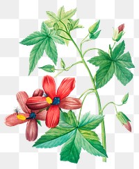 Lavatera phonica flower png botanical illustration, remixed from artworks by Pierre-Joseph Redout&eacute;
