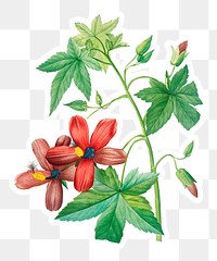 Antique plant drawn by Pierre-Joseph Redouté(1759-1840 )