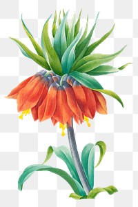 Kaiser's crown flower png botanical illustration, remixed from artworks by Pierre-Joseph Redout&eacute;
