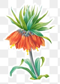 kaiser&#39;s crown flower sticker overlay design element