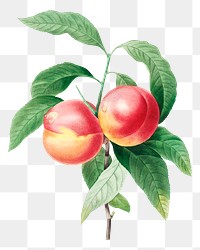 Peaches on a branch png botanical illustration, remixed from artworks by Pierre-Joseph Redout&eacute;