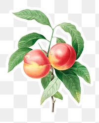 Peaches on a branch sticker overlay design element 