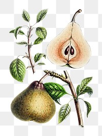 Vintage png European pear illustration