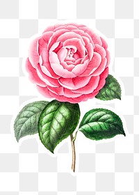 Vintage pink camellia flower sticker with a white border design element