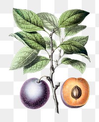 Vintage prune fruit design element