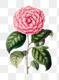 Hand drawn pink camellia flower design element