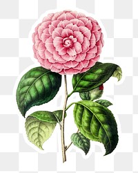 Hand drawn pink camellia flower sticker with a white border design element