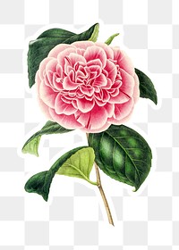 Hand drawn pink camellia flower sticker with a white border design element