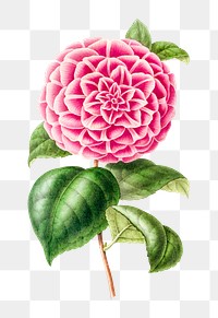 Hand drawn pink camellia flower design element