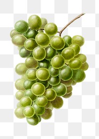 Vintage white grape design element