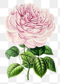 Hand drawn pink Chinese rose flower design element