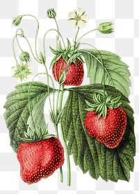 Vintage strawberry design element