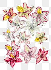 Vintage Azaleas flower design element