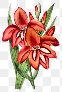 Hand drawn orange gladiolus flower design element