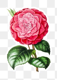 Hand drawn pink camellia flower sticker with a white border design element