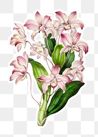 Hand drawn dendrobium orchid flower sticker with a white border design element