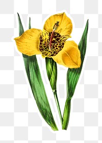 Vintage yellow tiger flower plant sticker with a white border design element